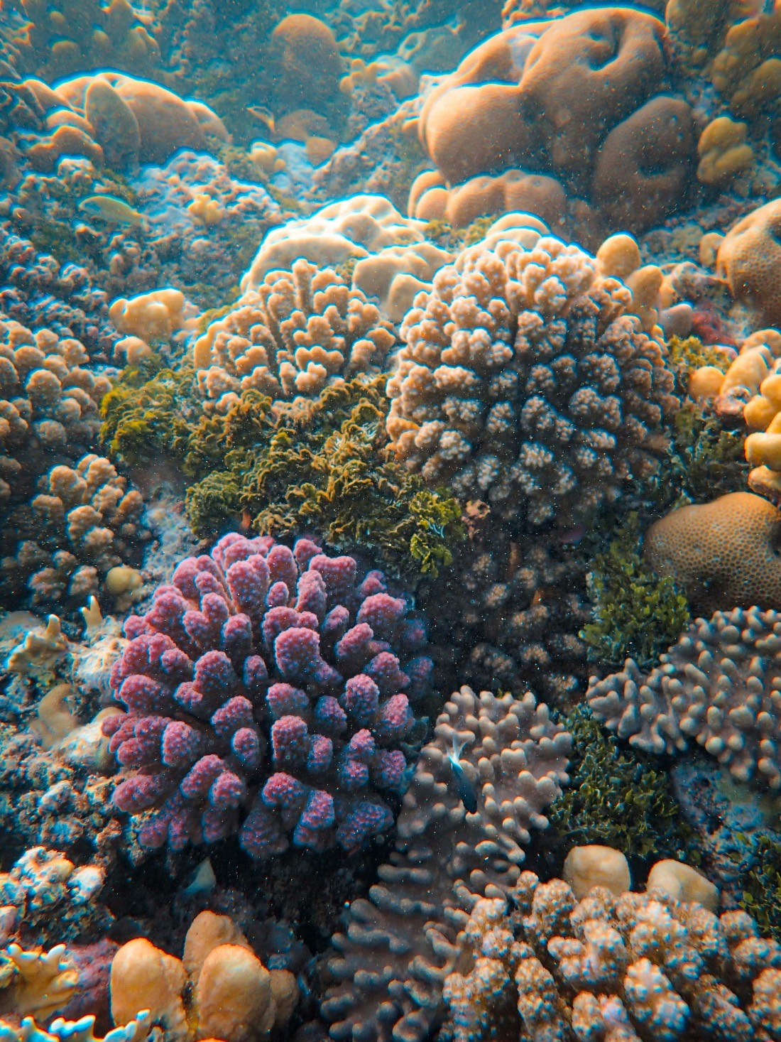 Coral wall alive with schooling fish