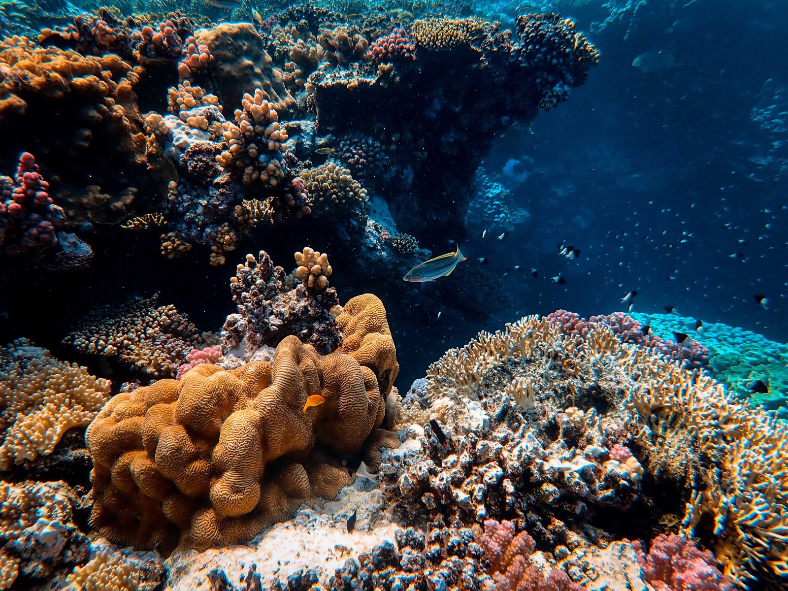 A vibrant coral reef teeming with fish